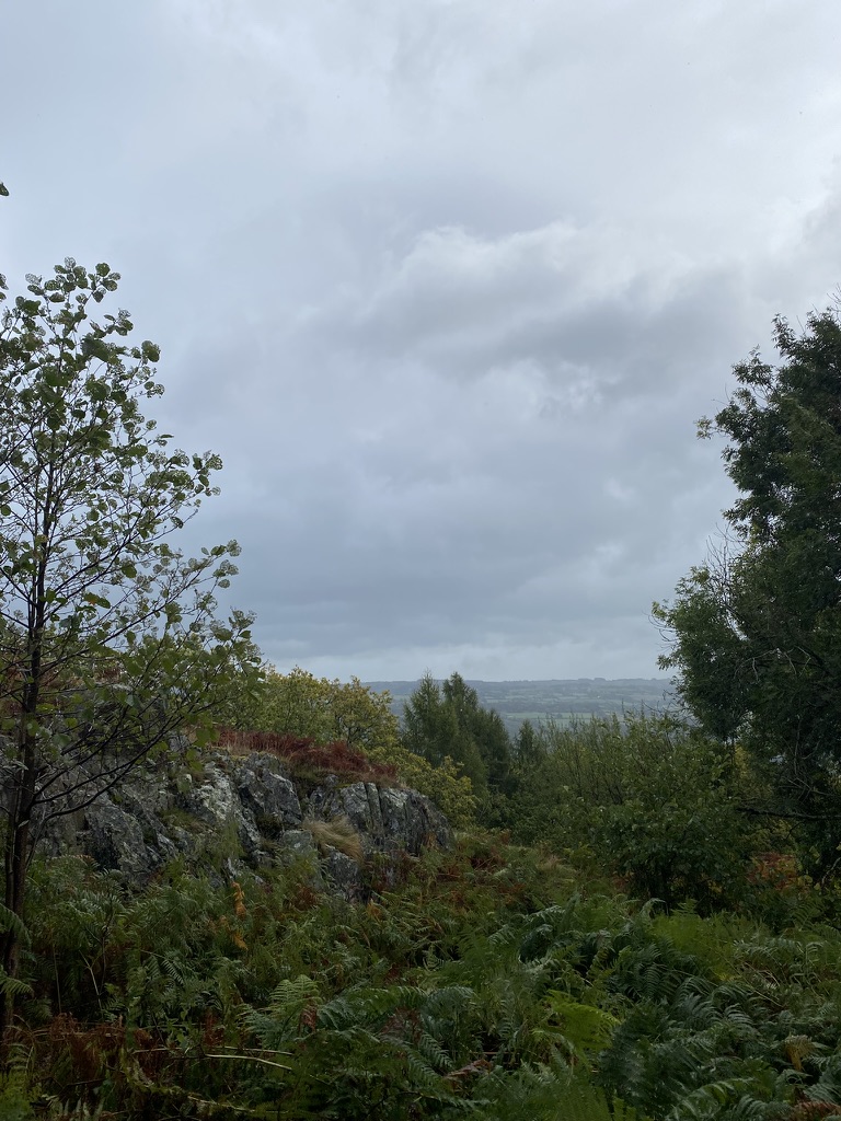 A view of greenery in Snowdonia, Wales